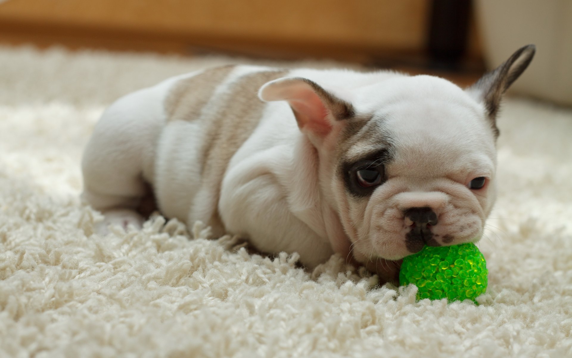 cane cucciolo casa