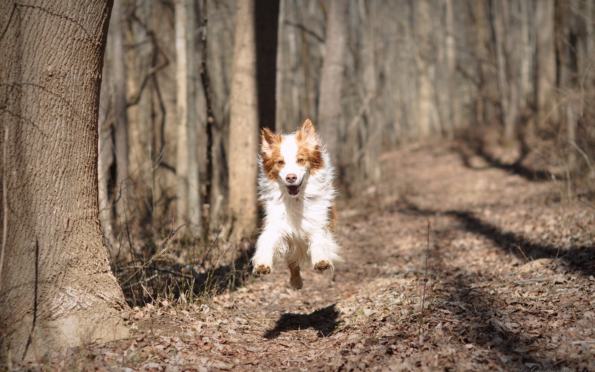 dog nature running