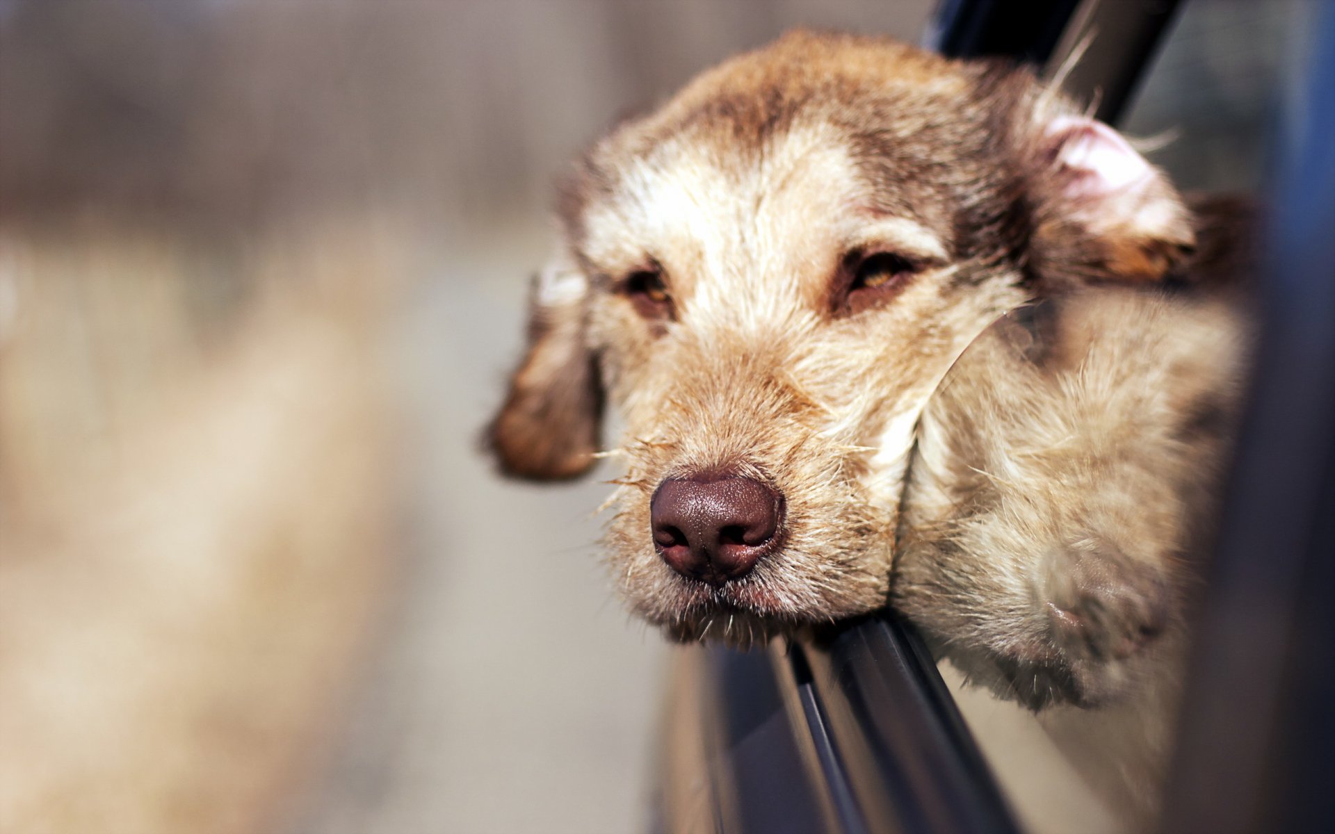 perro amigo mirada coche