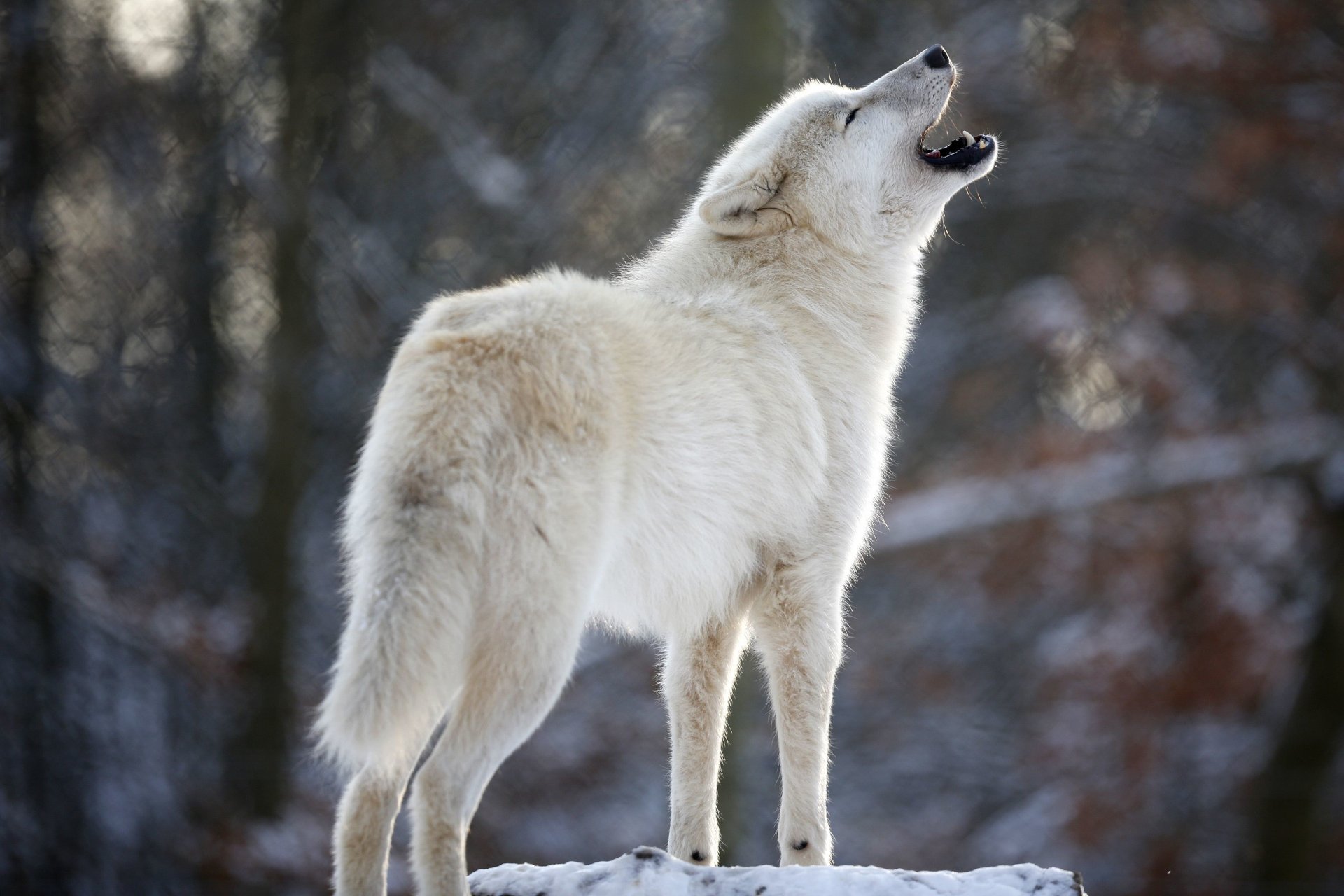 lobo blanco depredador aullido