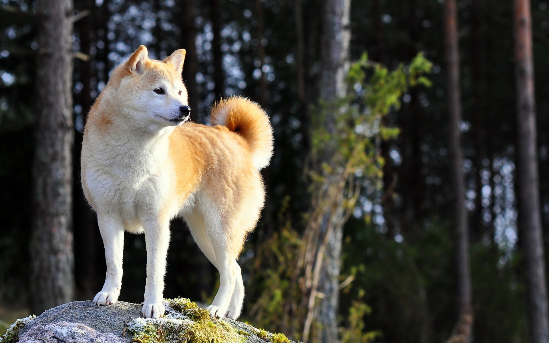 chien regard ami