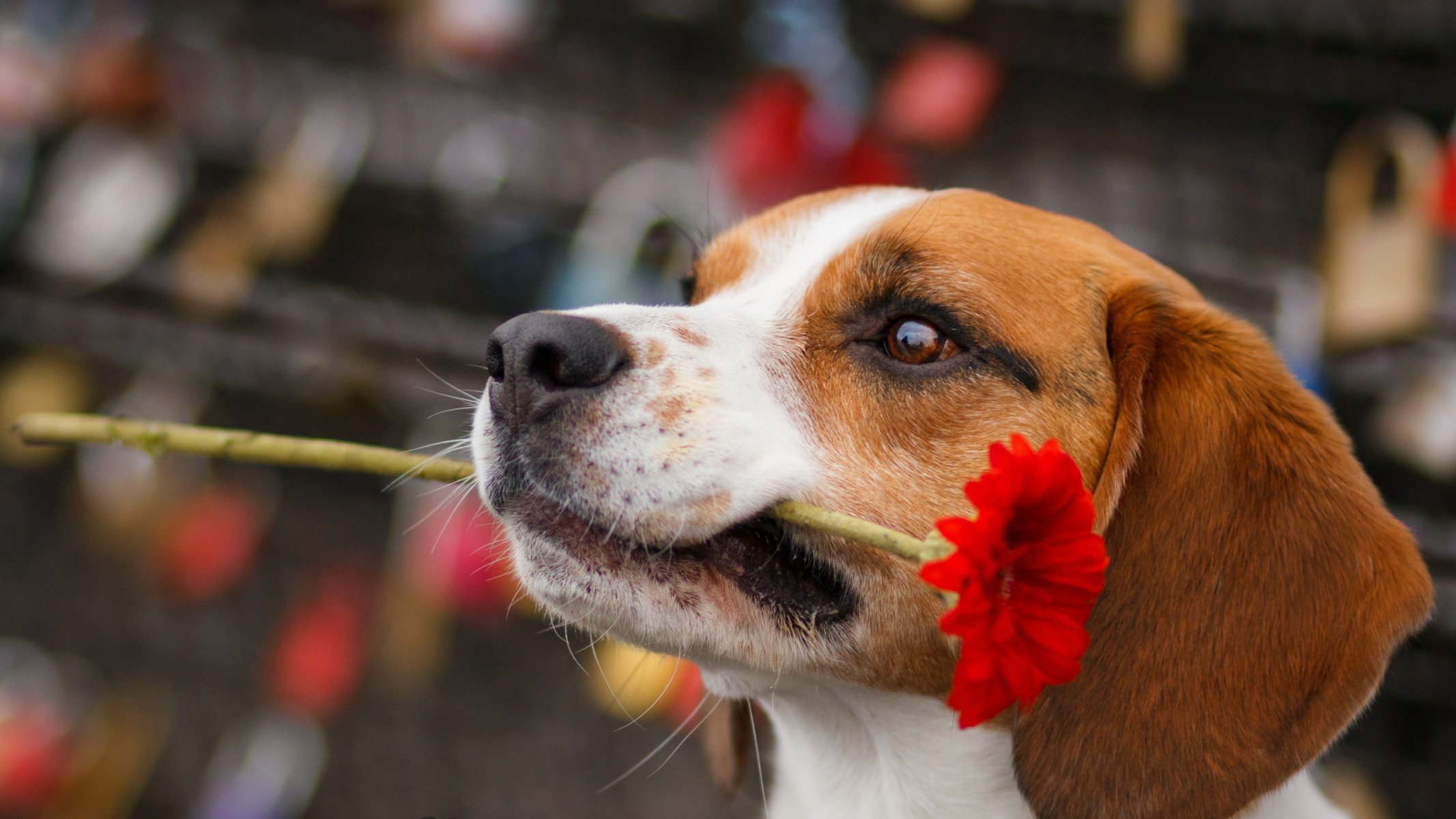 dog flower view