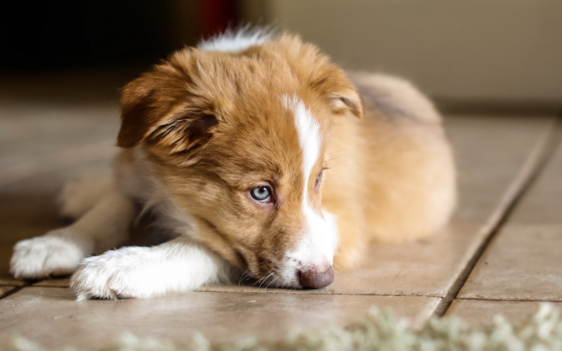 perro cachorro casa