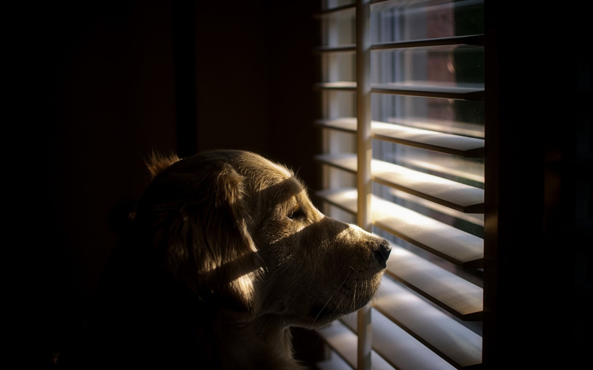 chien ami vue fenêtre