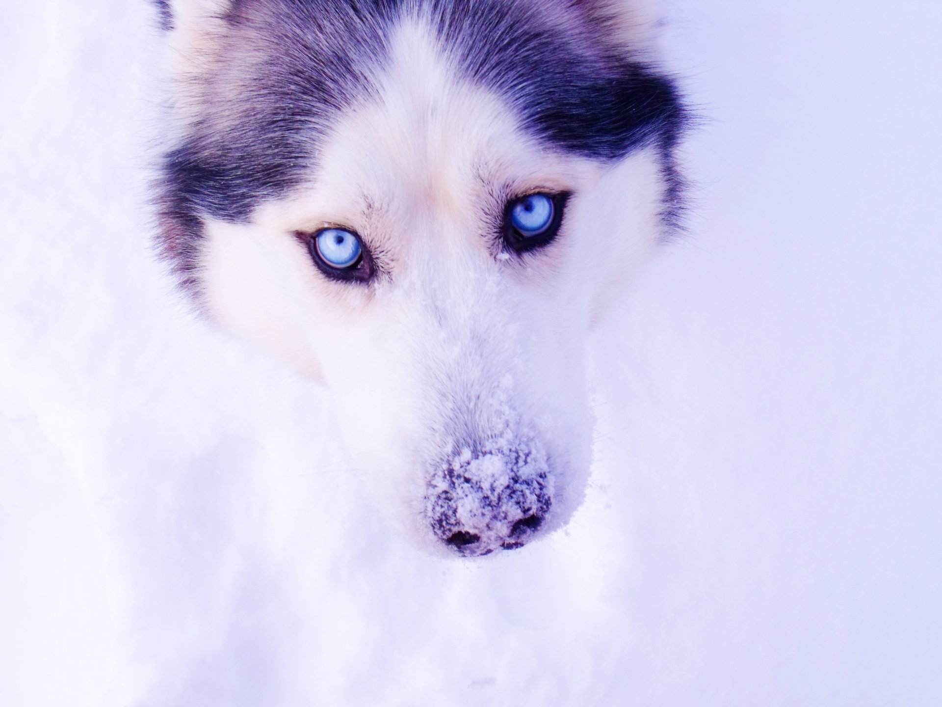 husky eyes snow