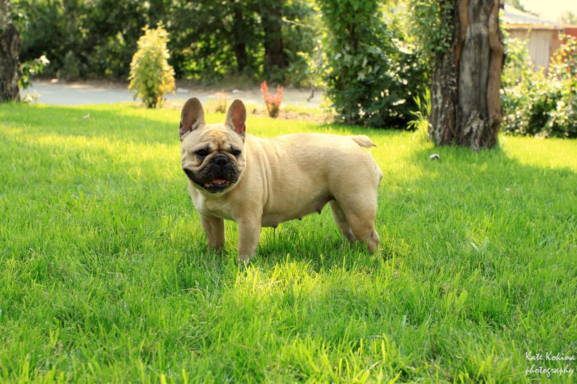 französische bulldogge gras mädchen