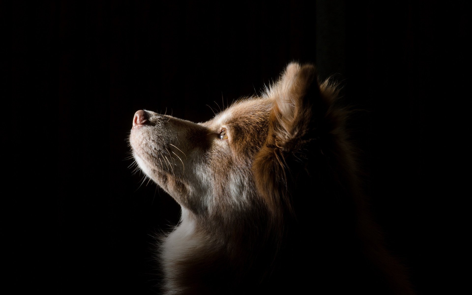 cane sguardo amico