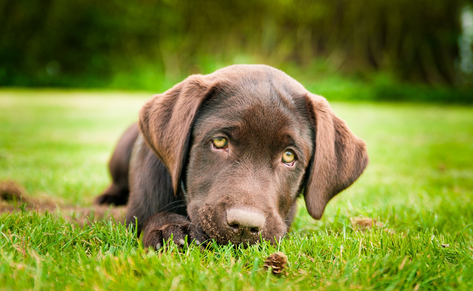 pies szczeniak labrador retriever brązowy trawa łapka