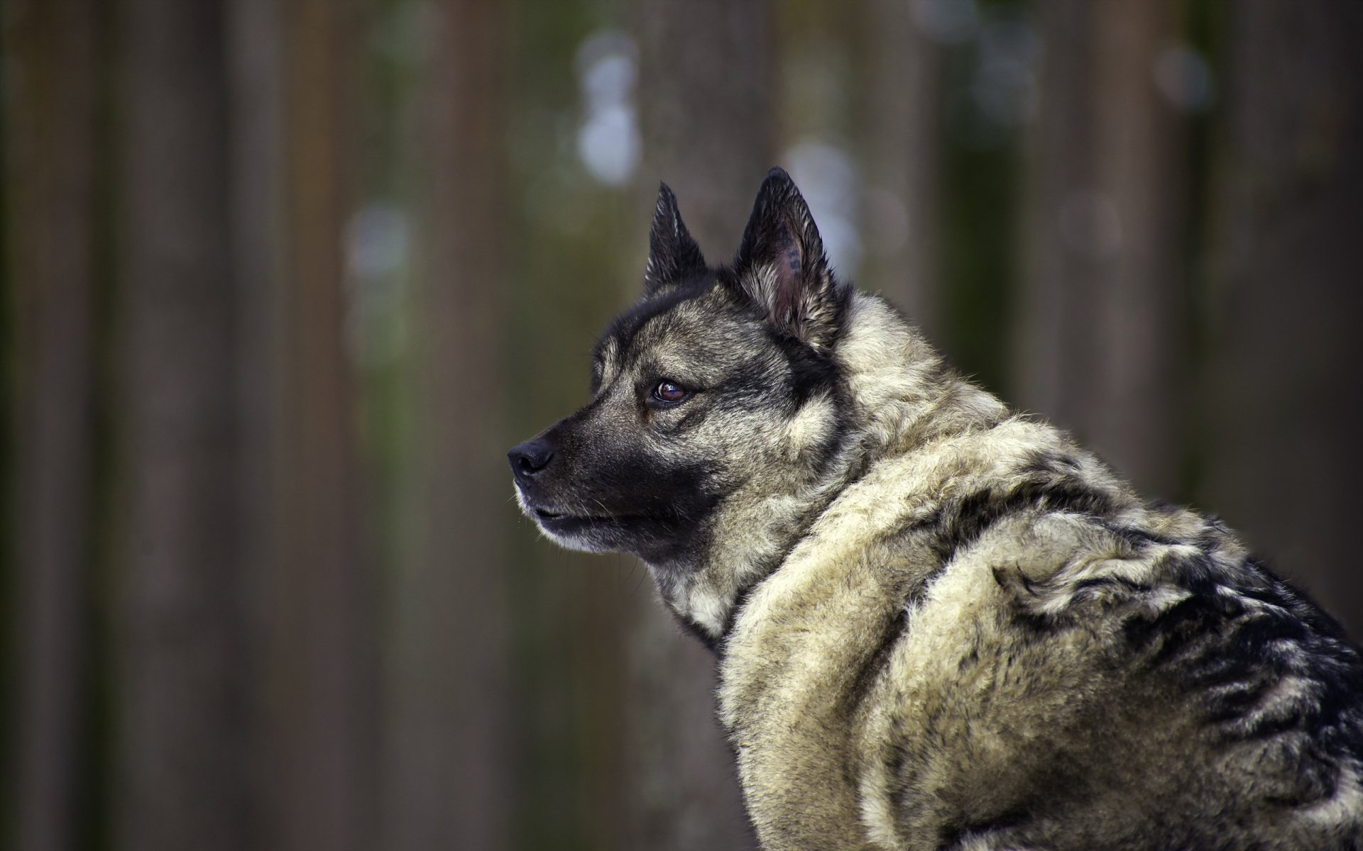 chien regard ami