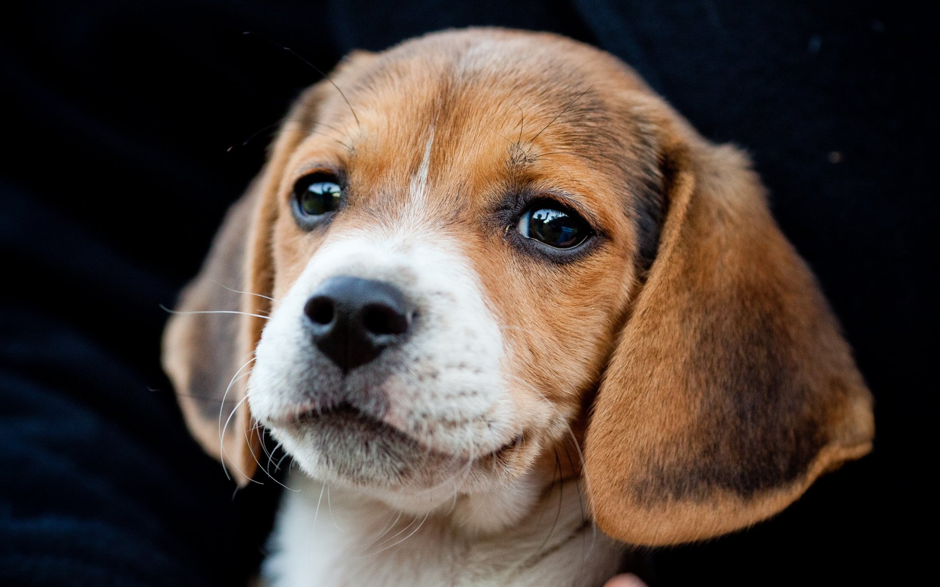 beagle dog puppy