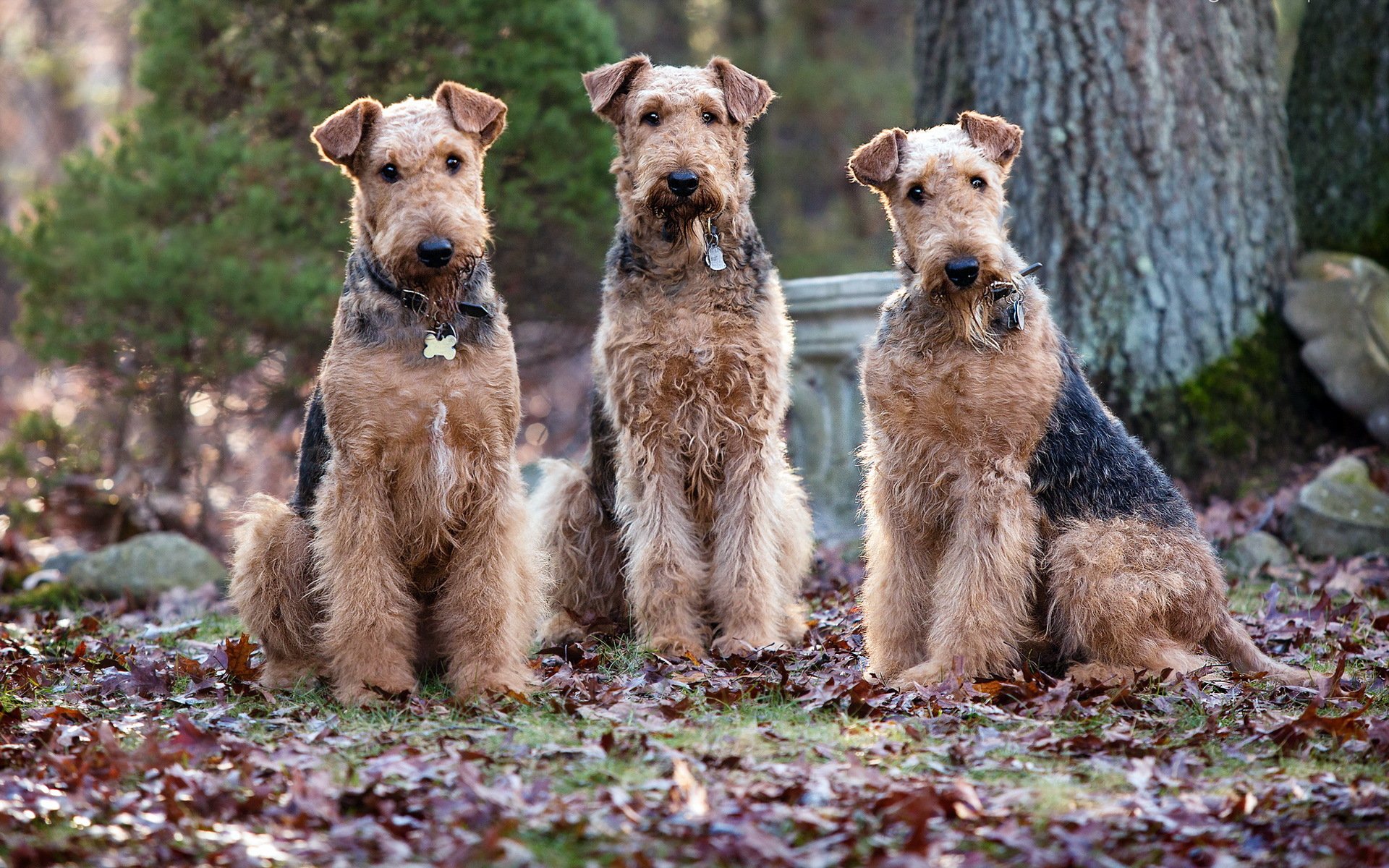 hunde natur hintergrund