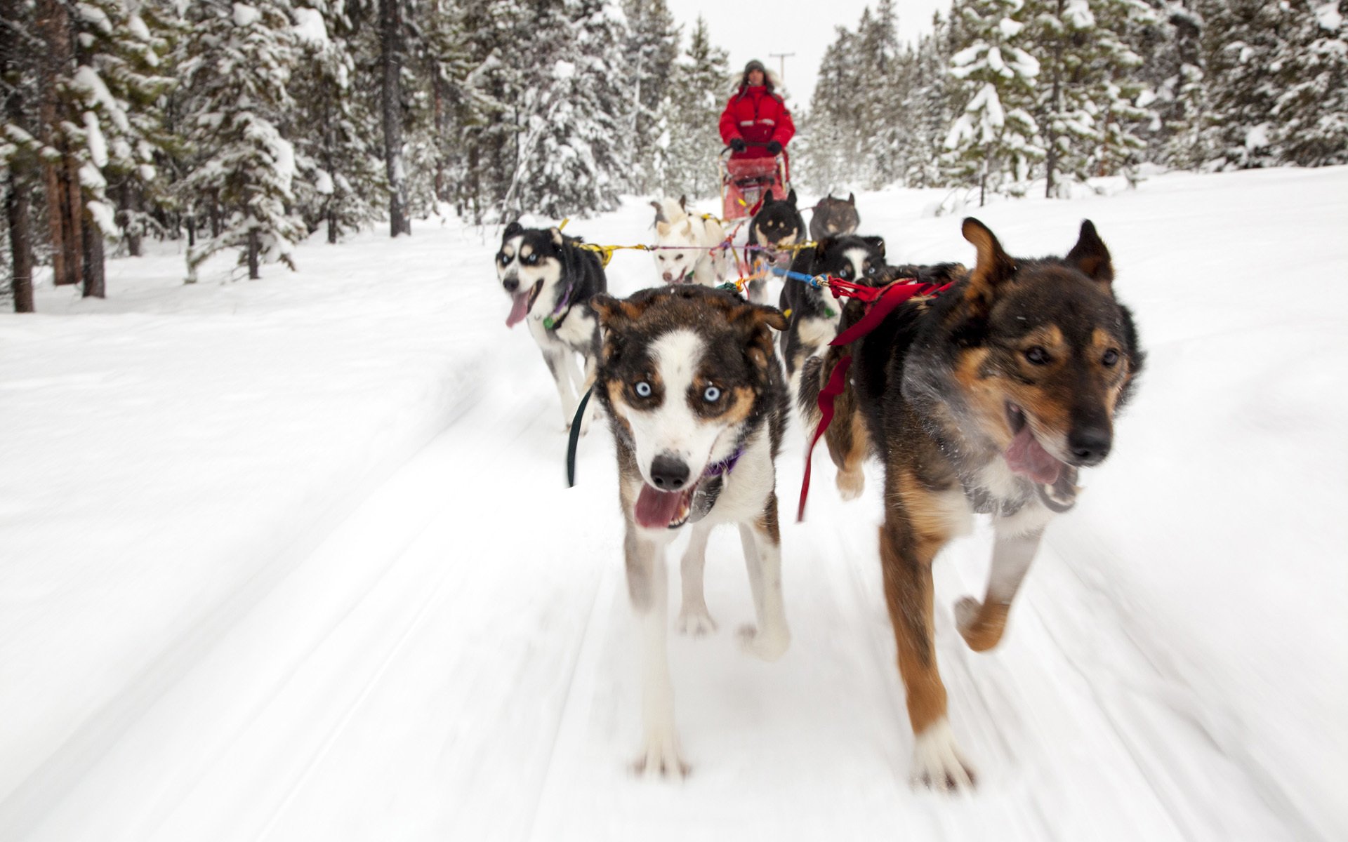 dogs dog team snow tree background