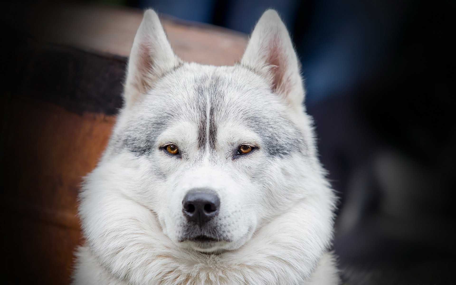 hund blick freund