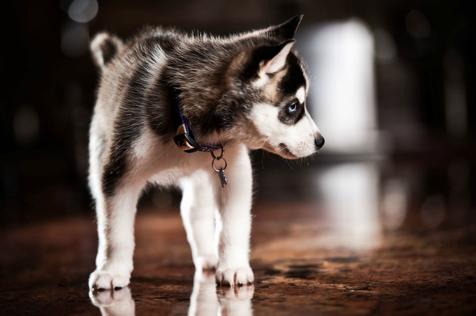 szczeniak husky chrapliwy obroża