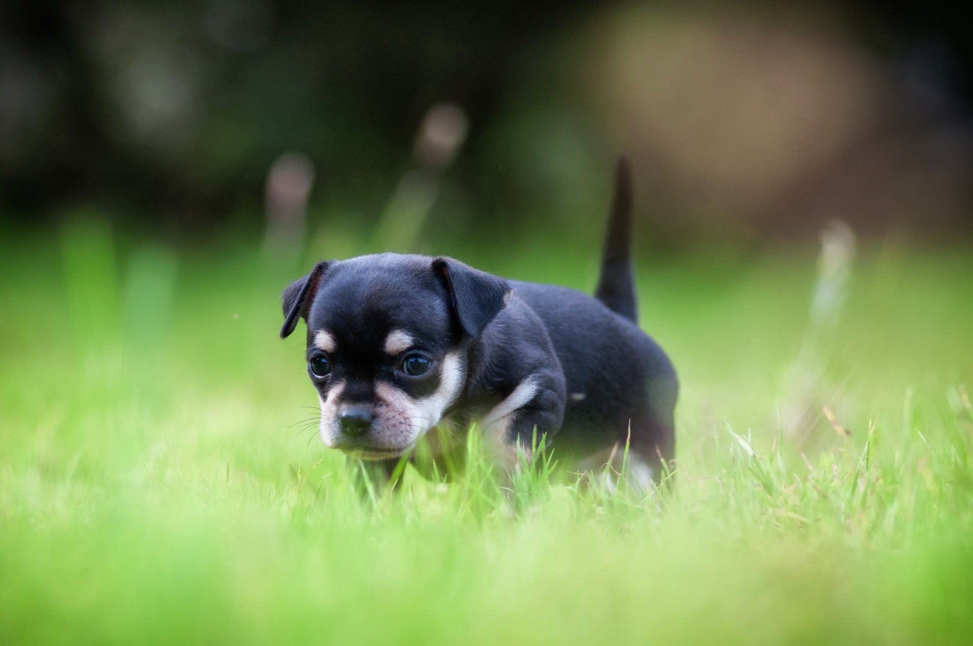 grass dog puppy