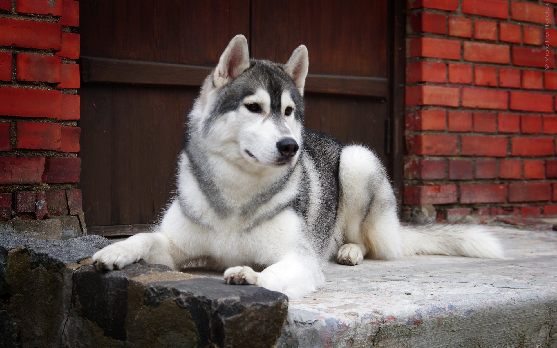 chien regard ami