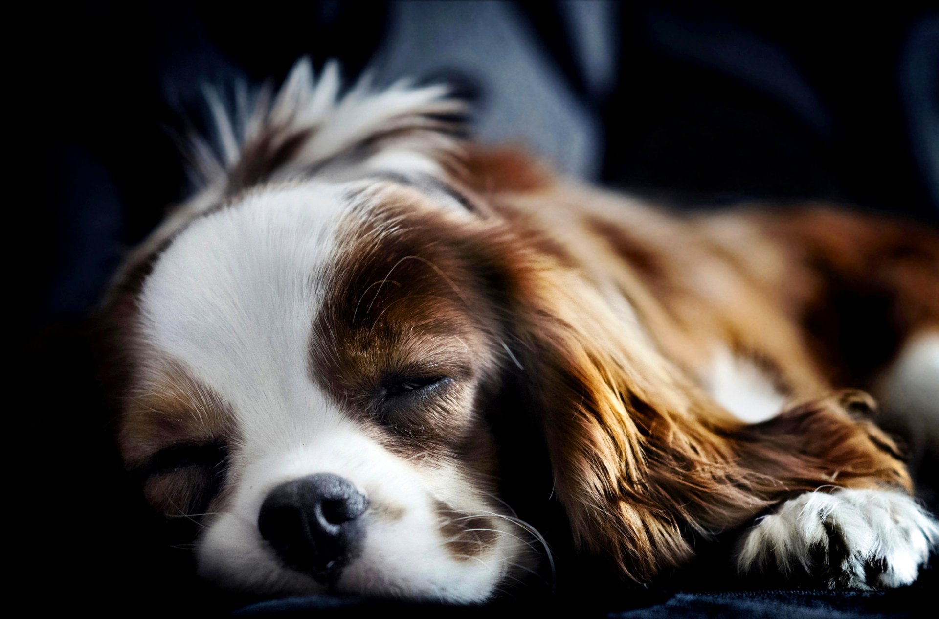 chien épagneul se trouve dort