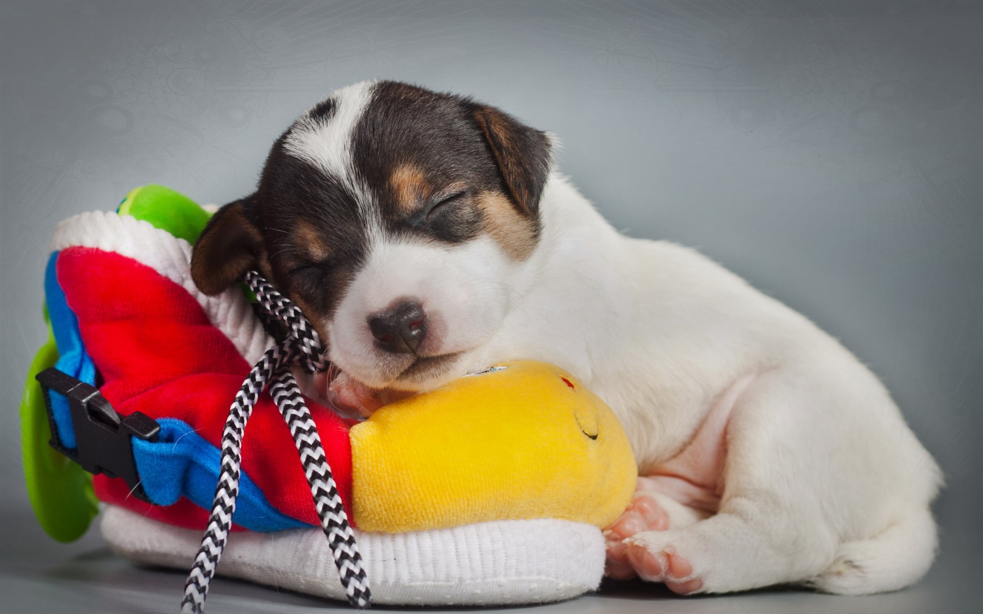 perro cachorro fondo