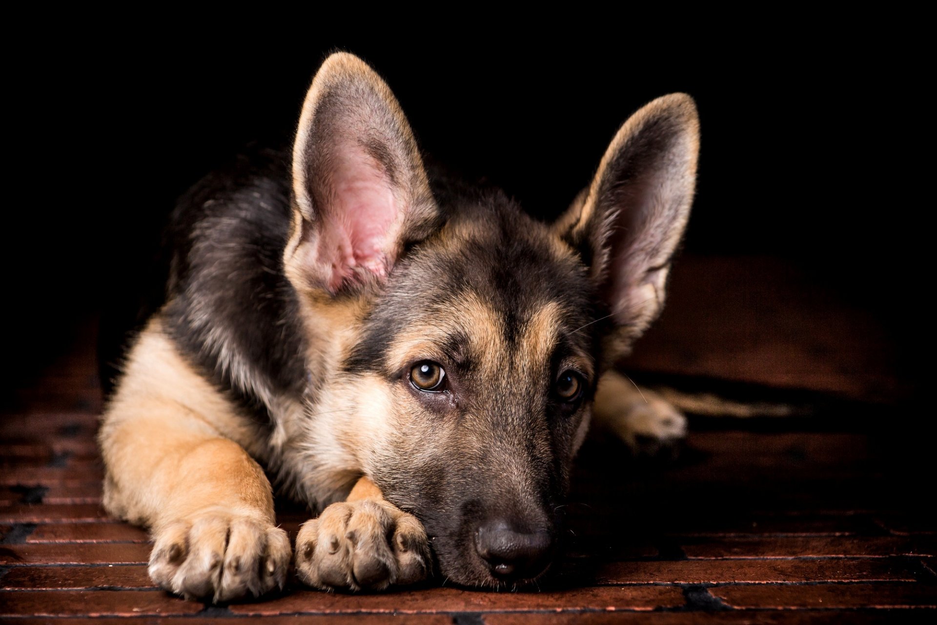 hund welpe schäferhund blick ohren pfoten liegt