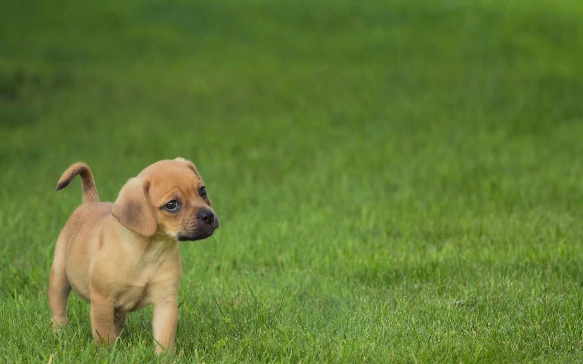 dog puppy view