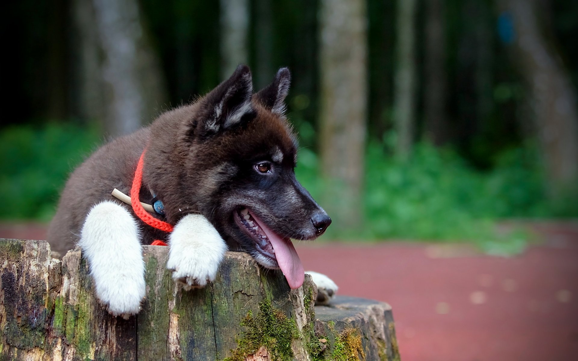 hund blick freund