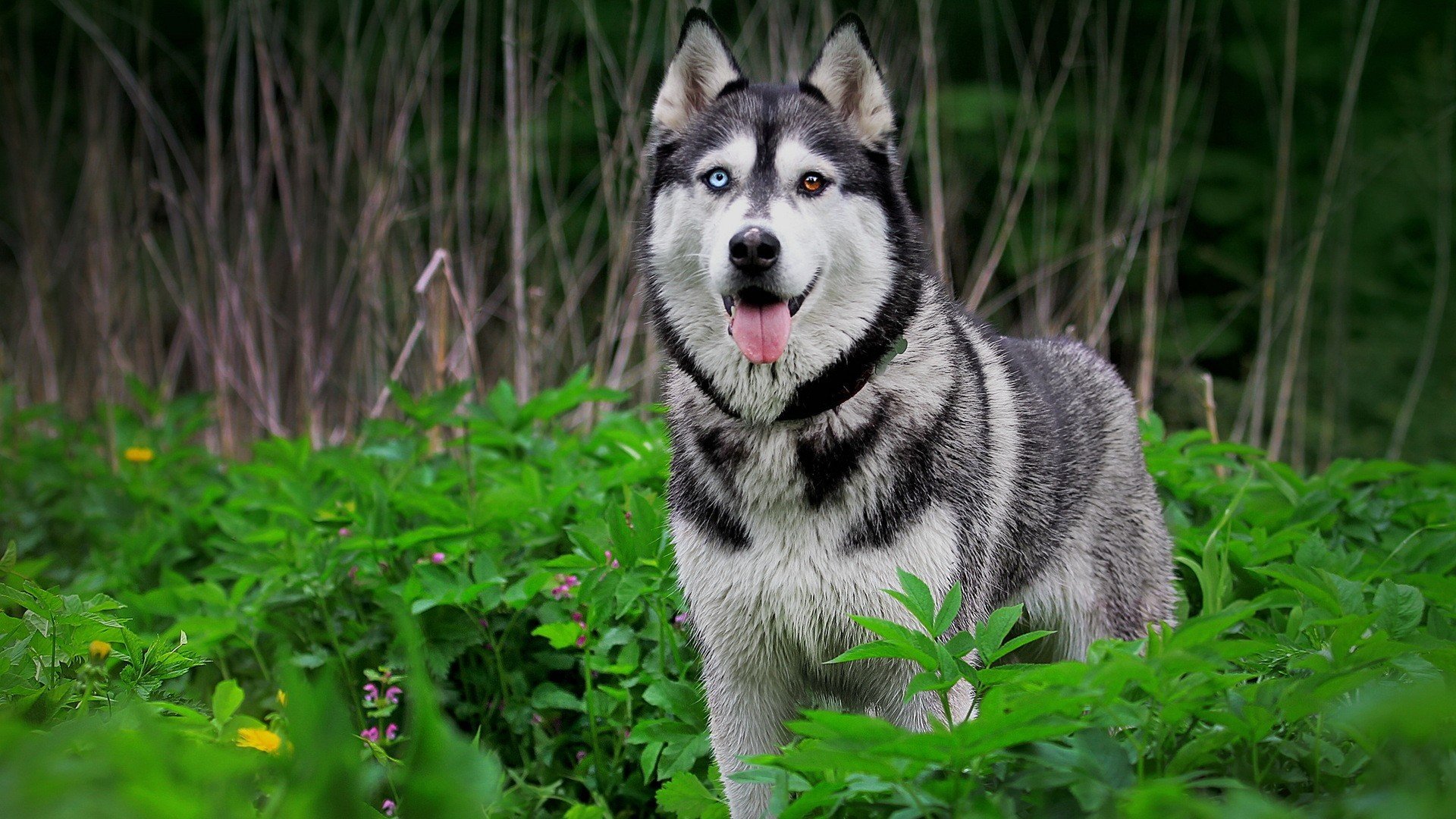 husky nature animaux herbe yeux