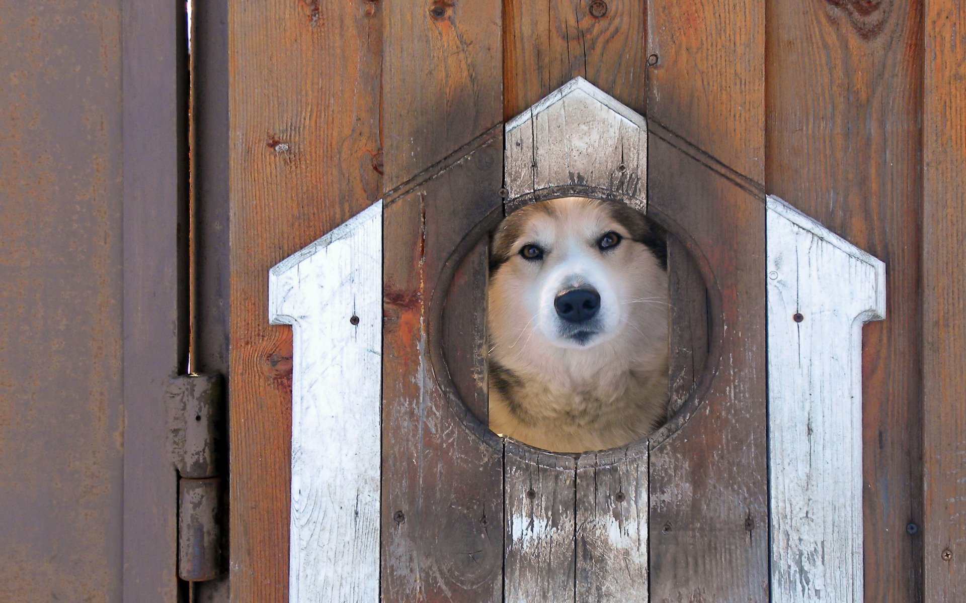 dog fence view