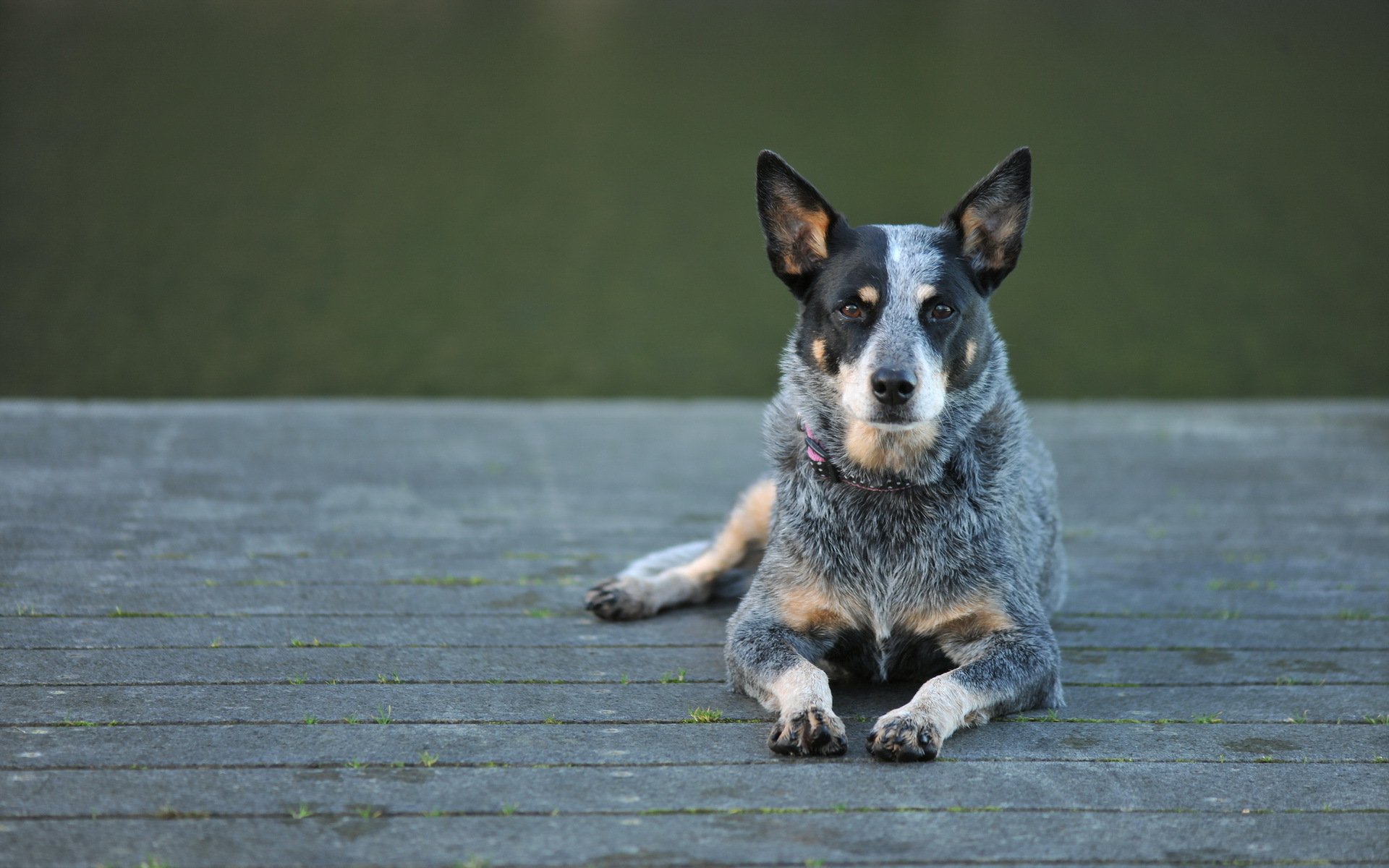 australian cattle dog dog view