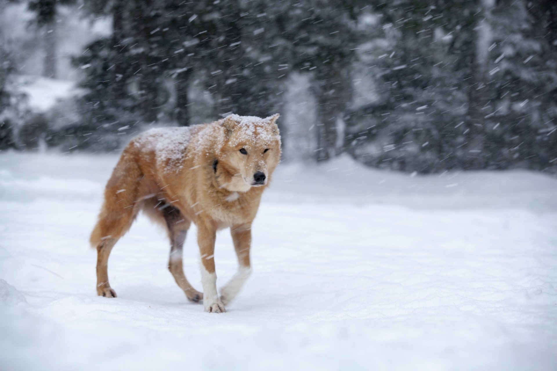 neve inverno cane rossa tempesta di neve