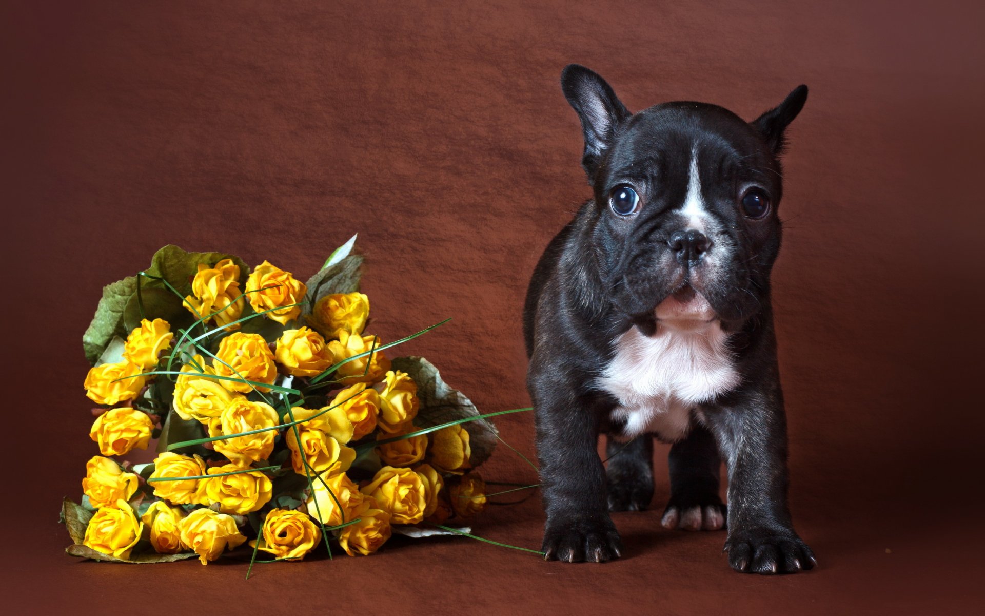 dog flower background