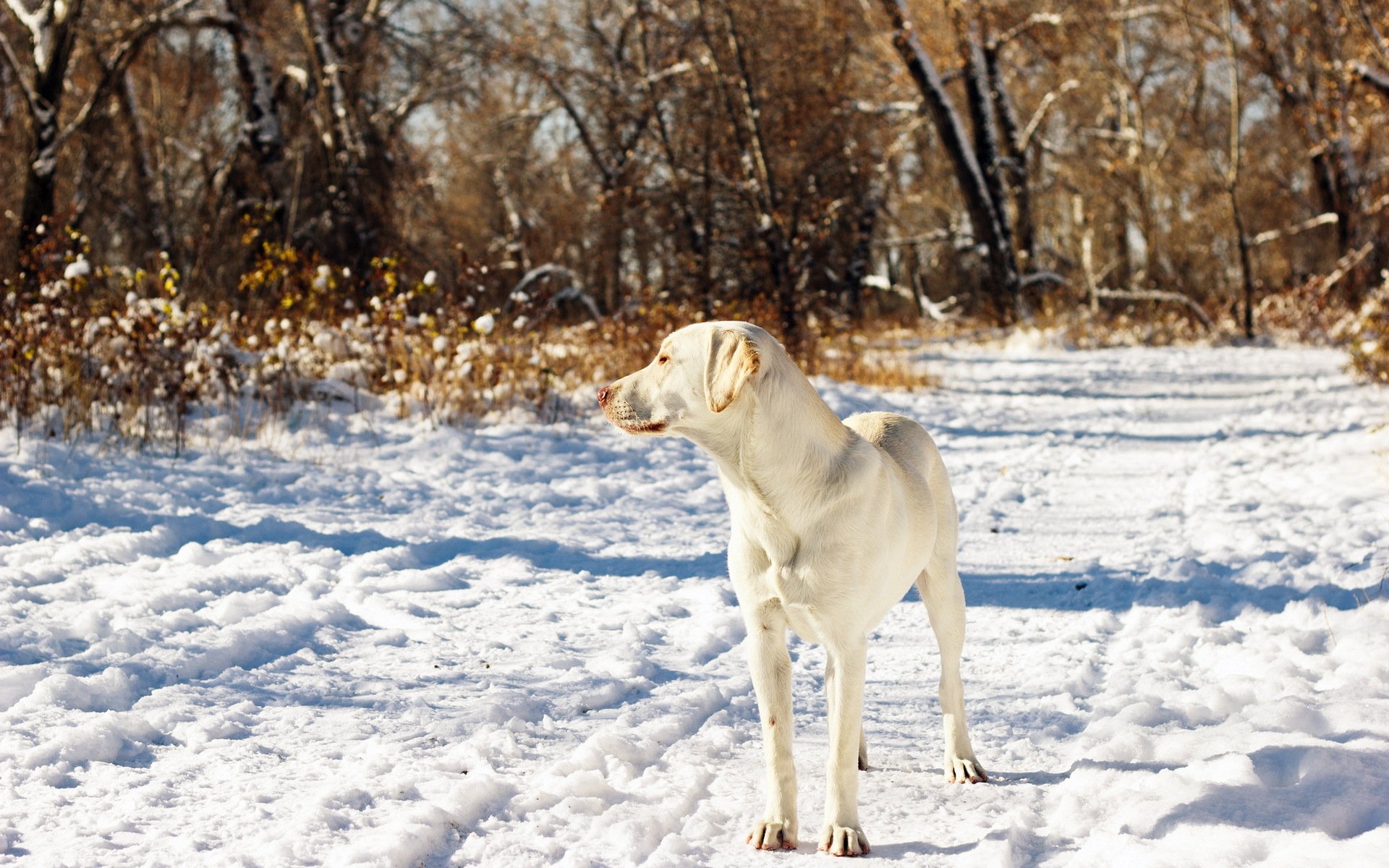 cane amico neve autunno