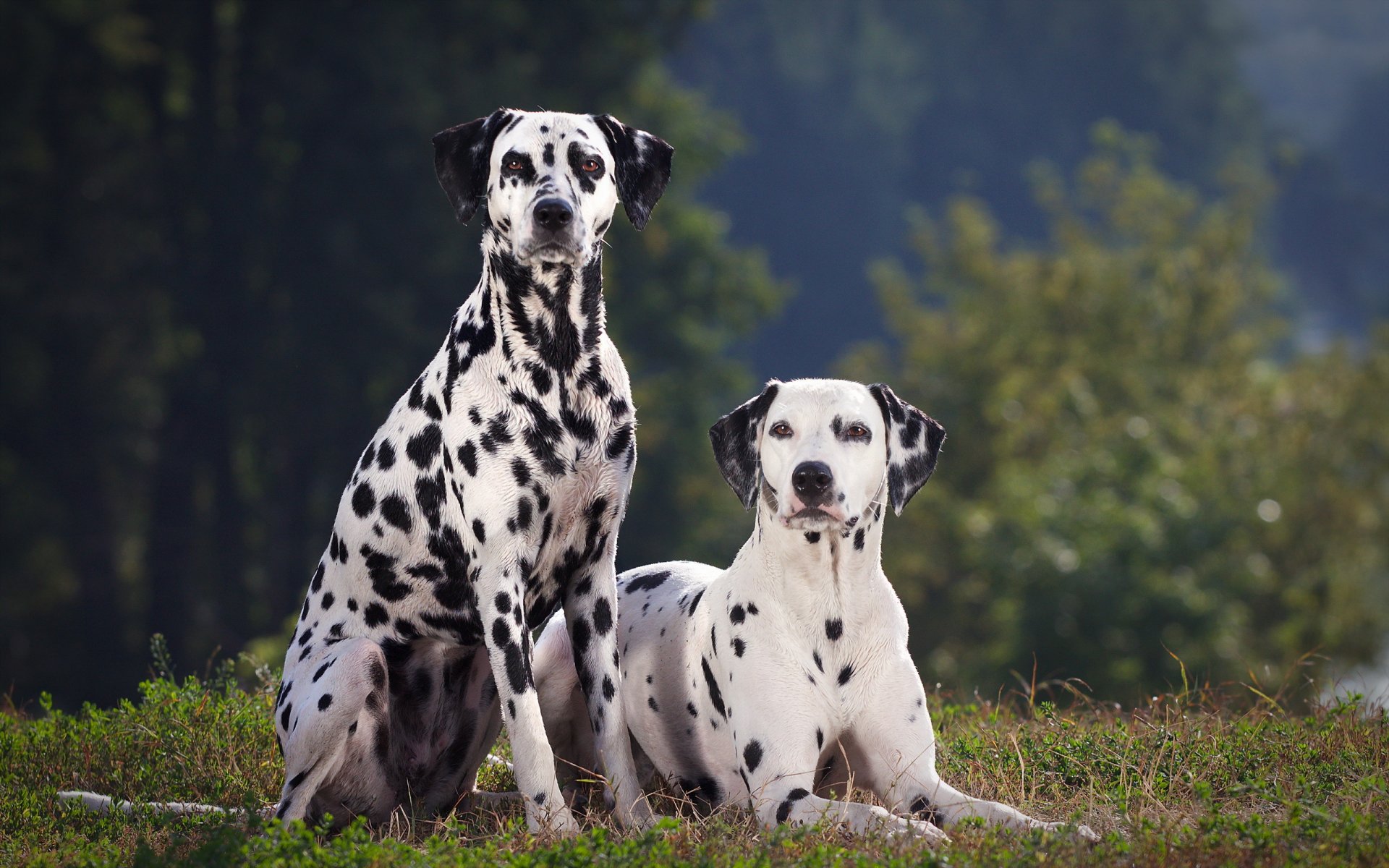 im sommer dalmatiner hunde