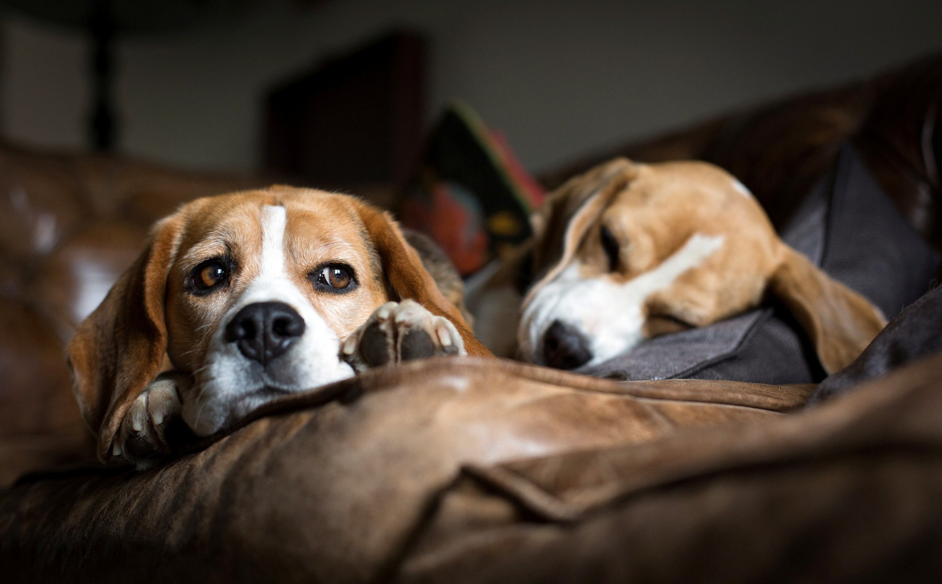 chiens race beagle chiens canapé mentir dormir