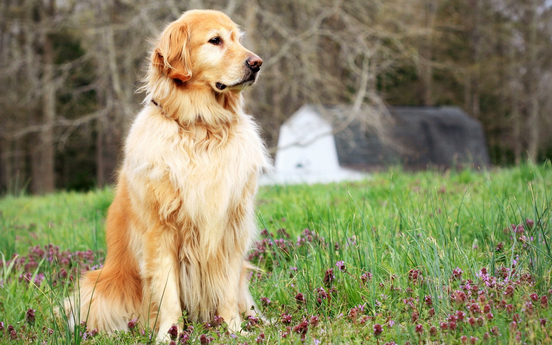 dog other the field