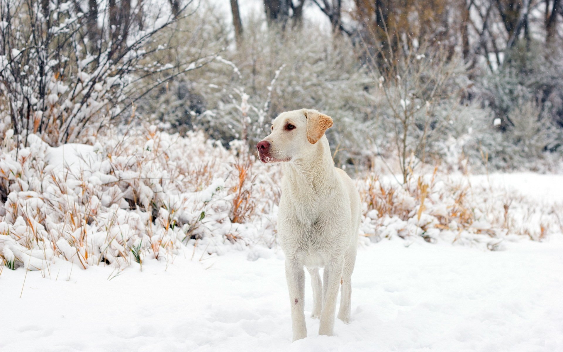 perro amigo invierno