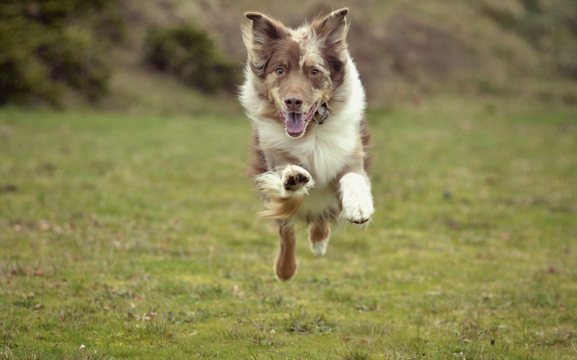 dog the field running