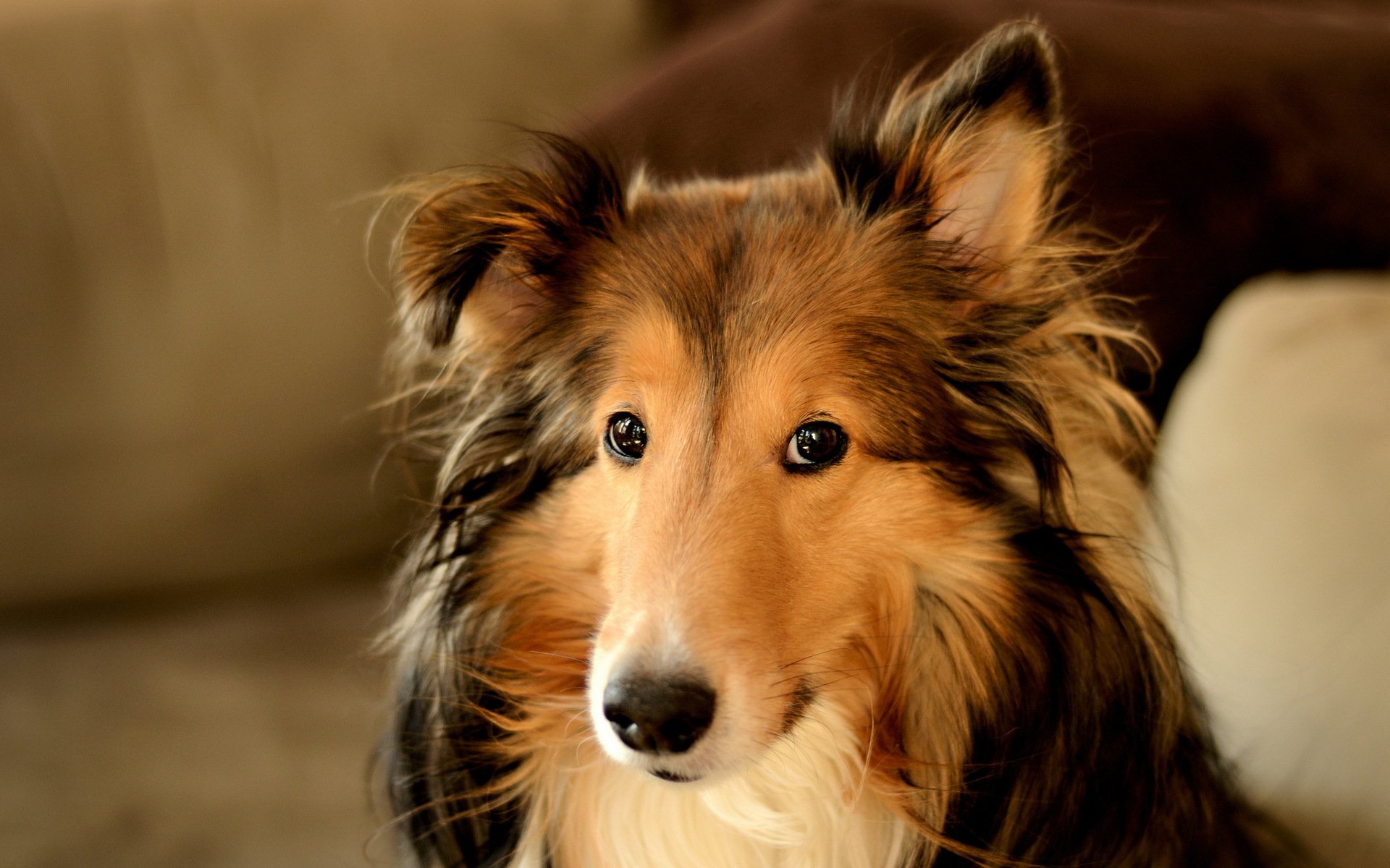 perro mirada amigo