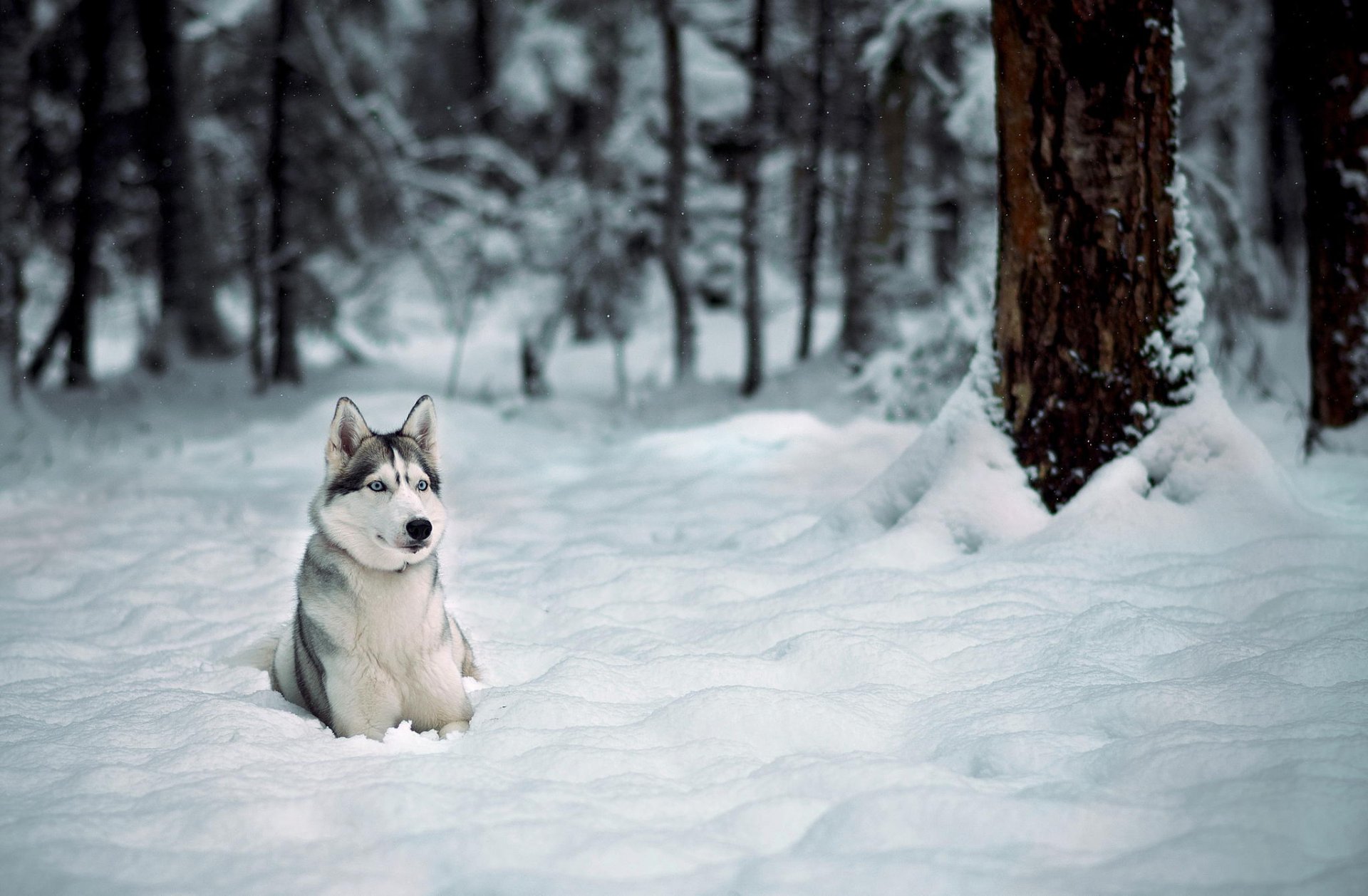 chien hiver husky forêt neige arbres