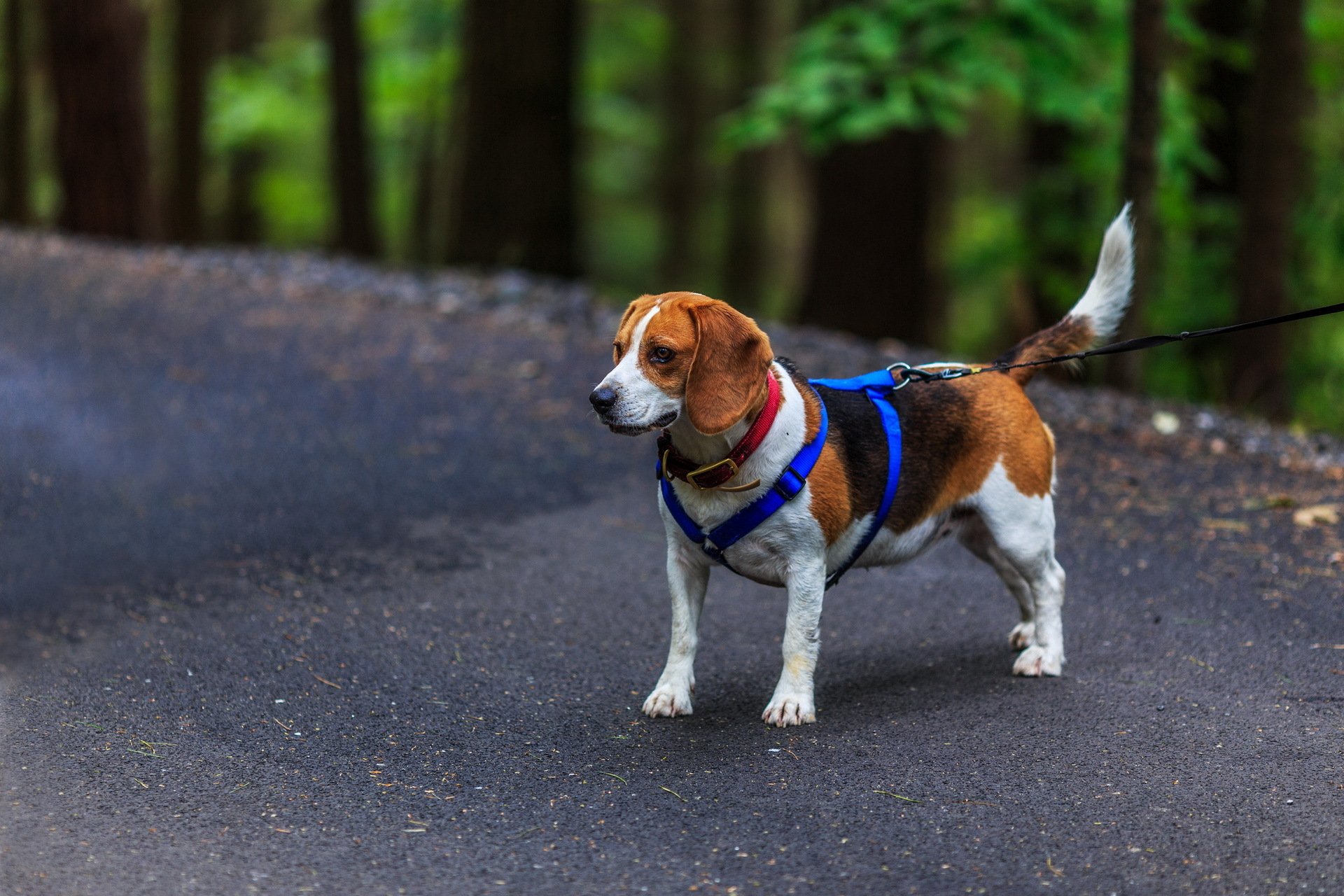 perro beagle amigo