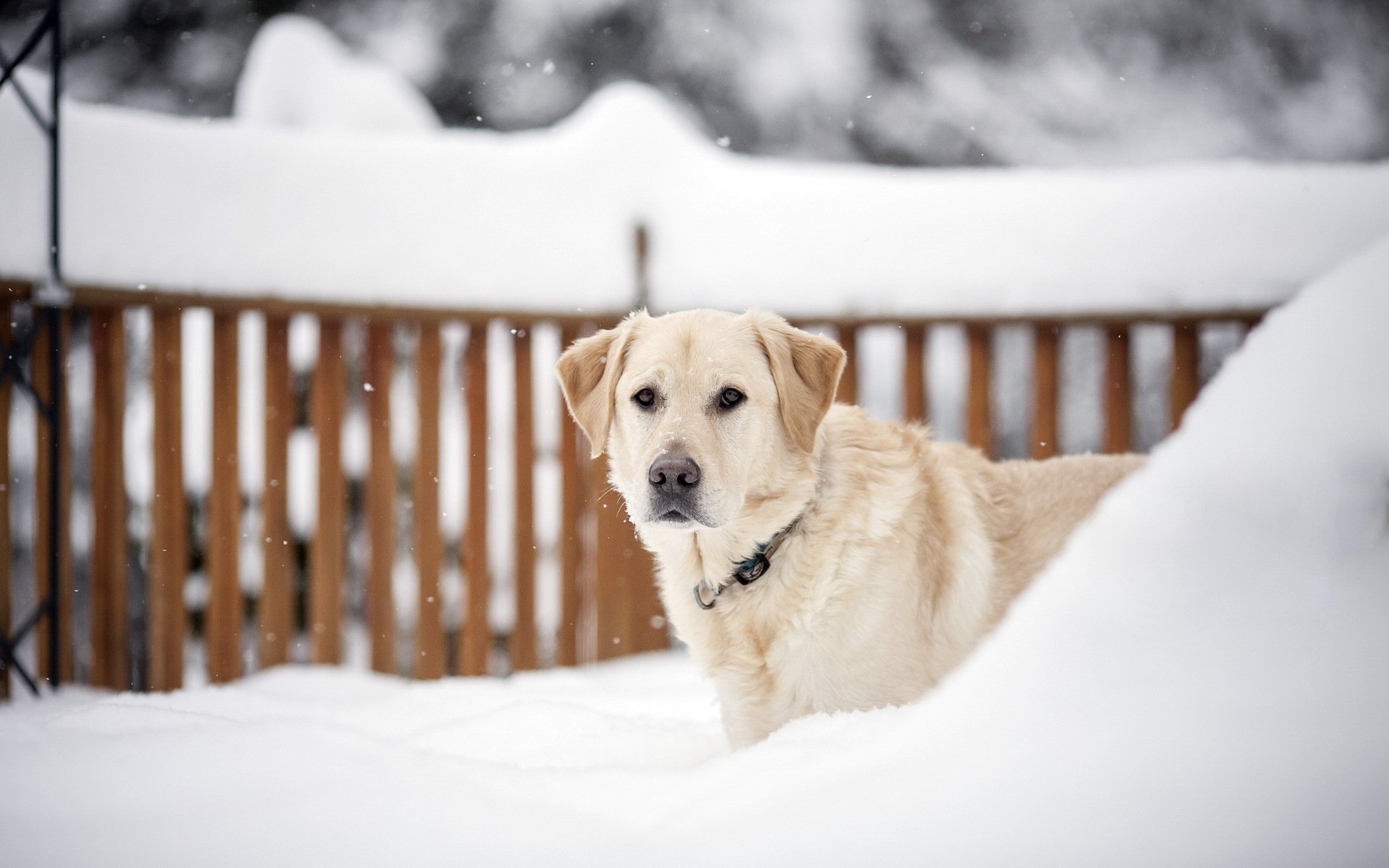 perro mirada invierno