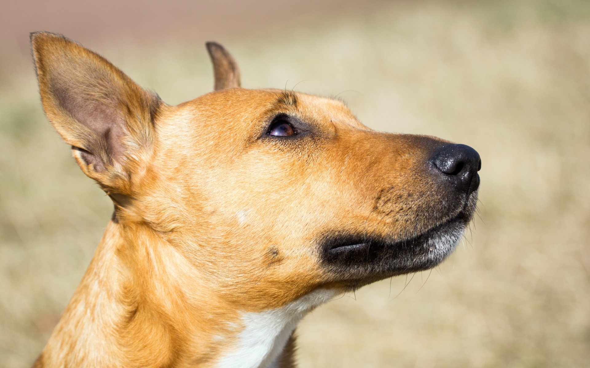 perro amigo mirada