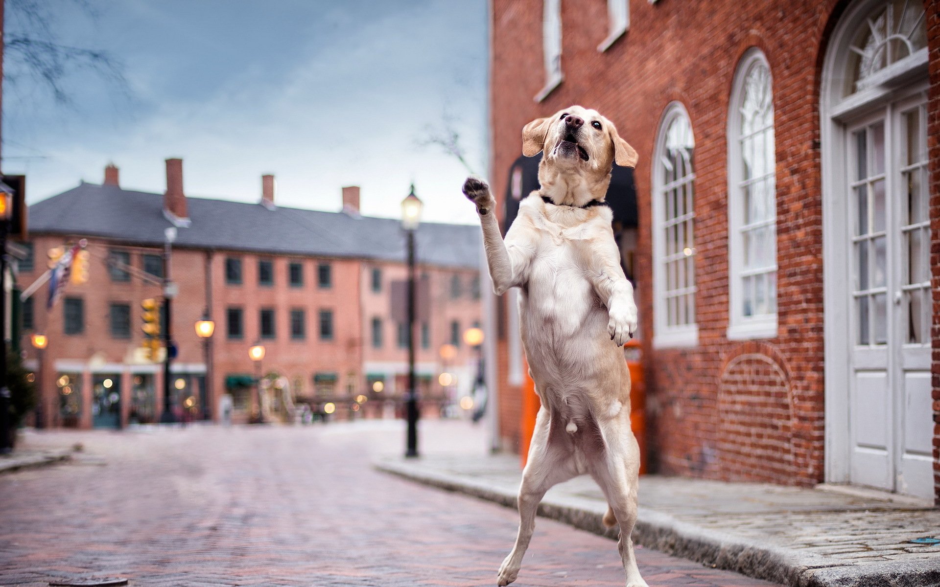 dancin per le strade cane strada