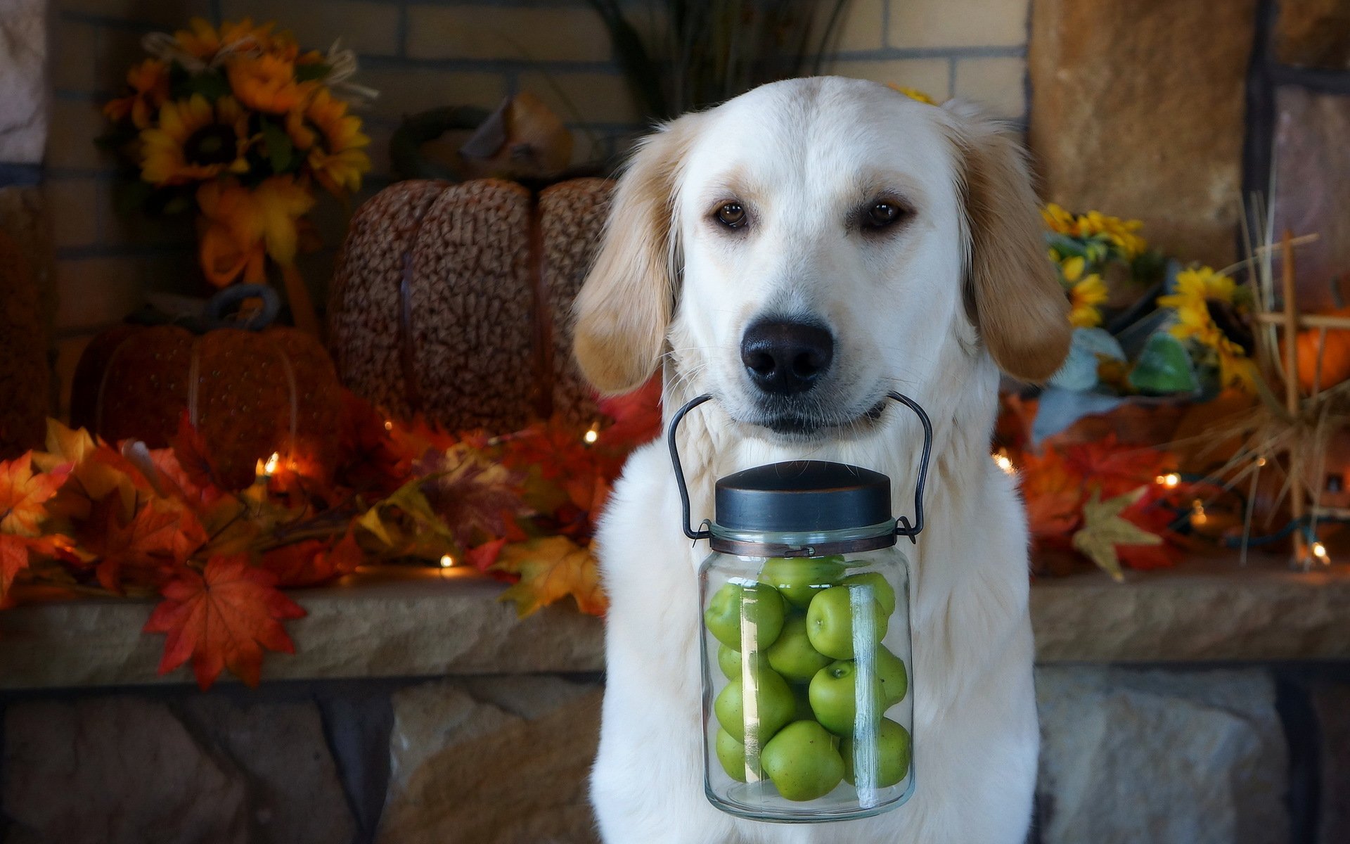 perro amigo manzanas