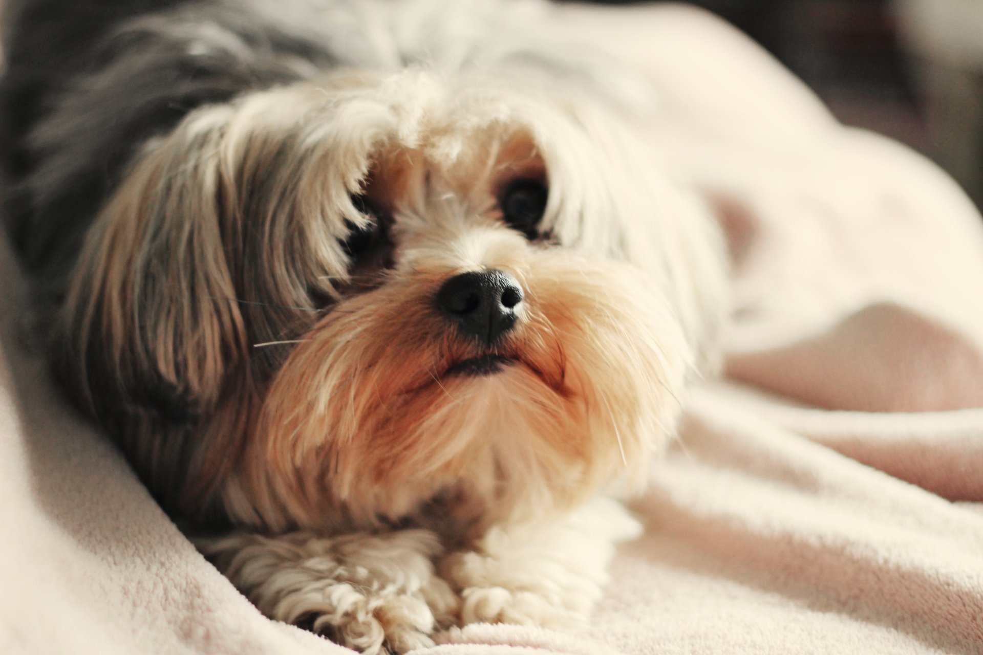 hunde hund hündchen schnauze hintergrund tapete