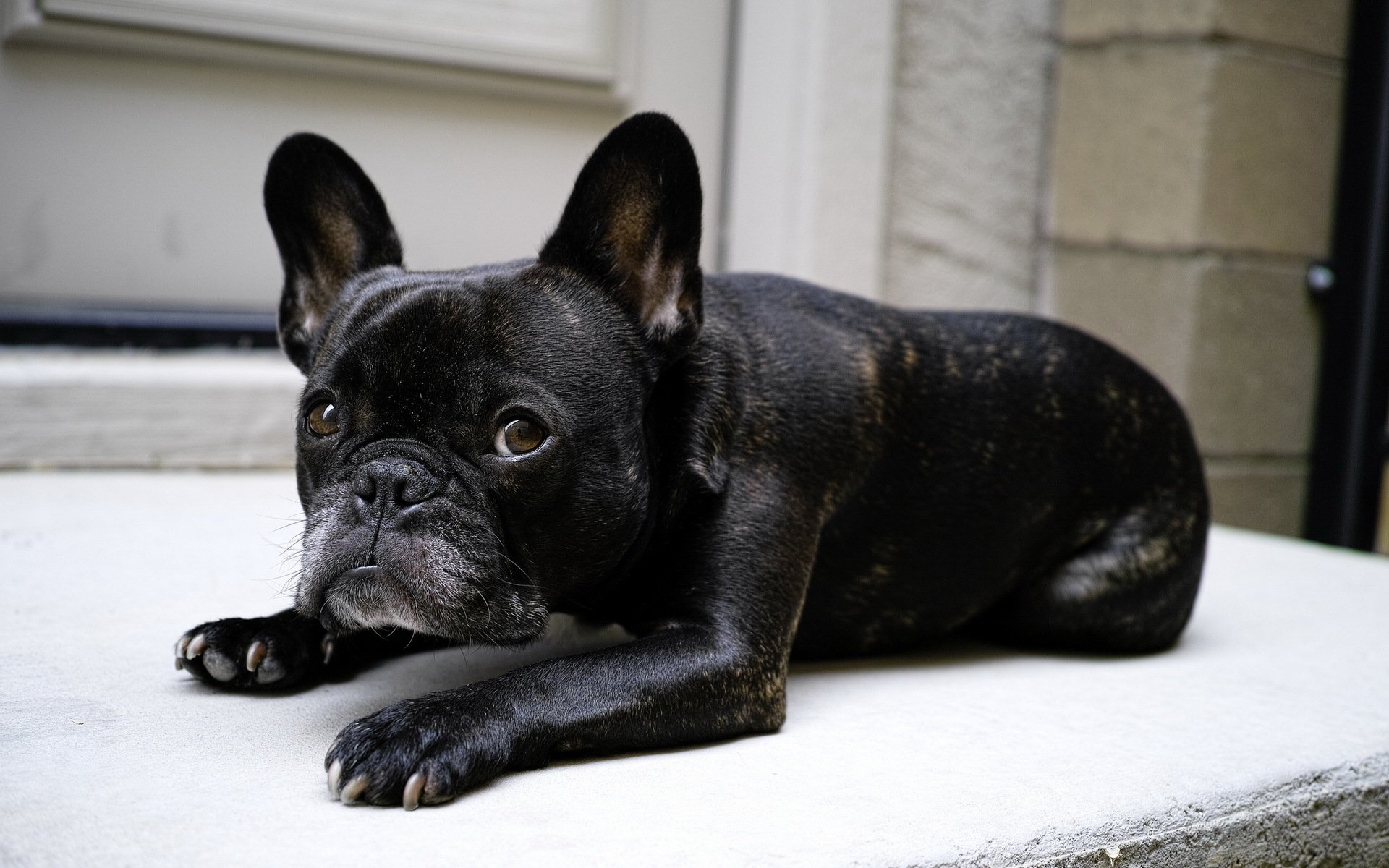 bulldogge hund freund