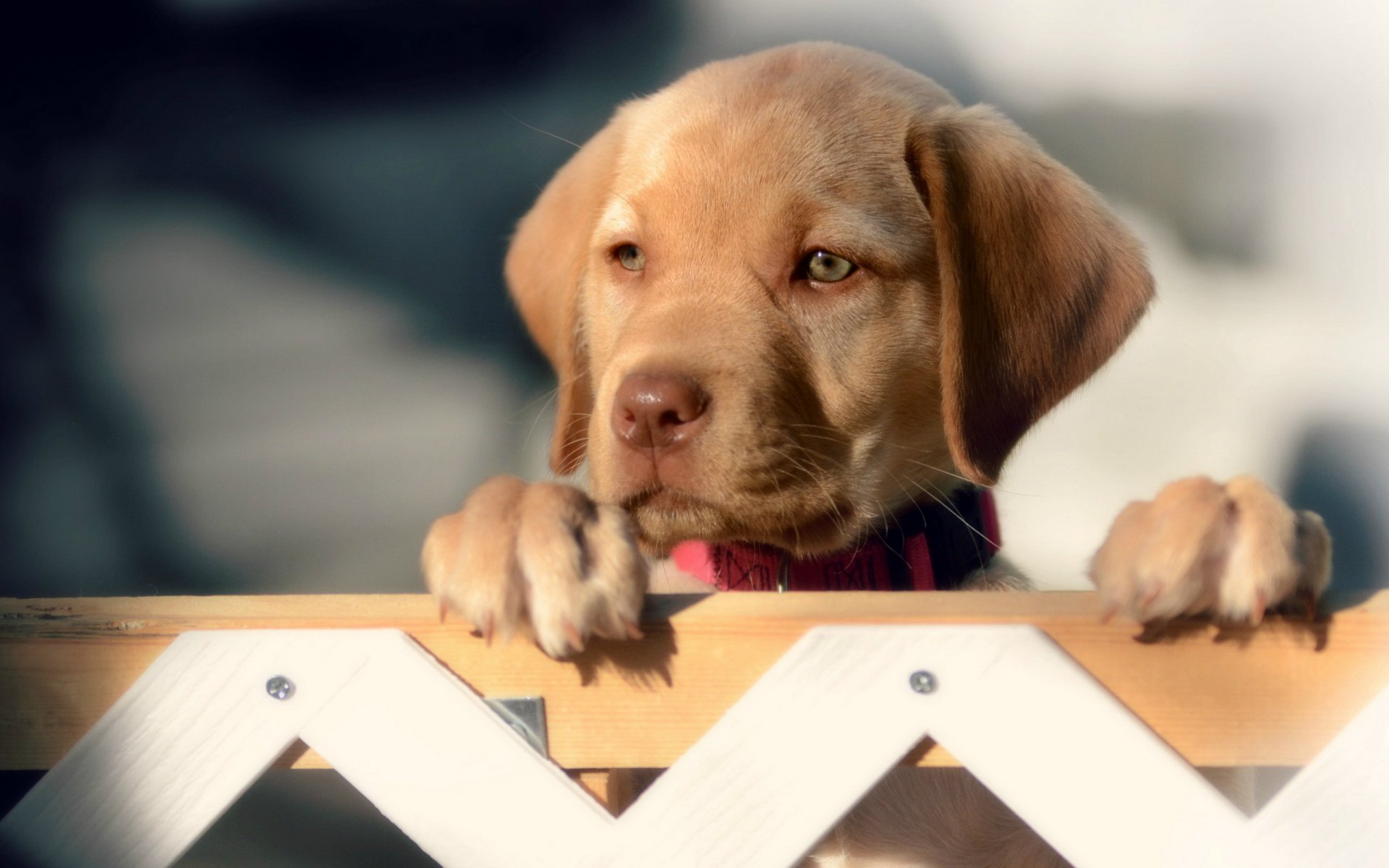 dog view fence