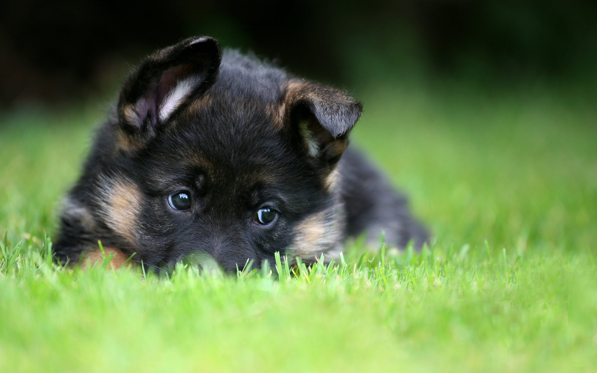 german shepherd puppy pet