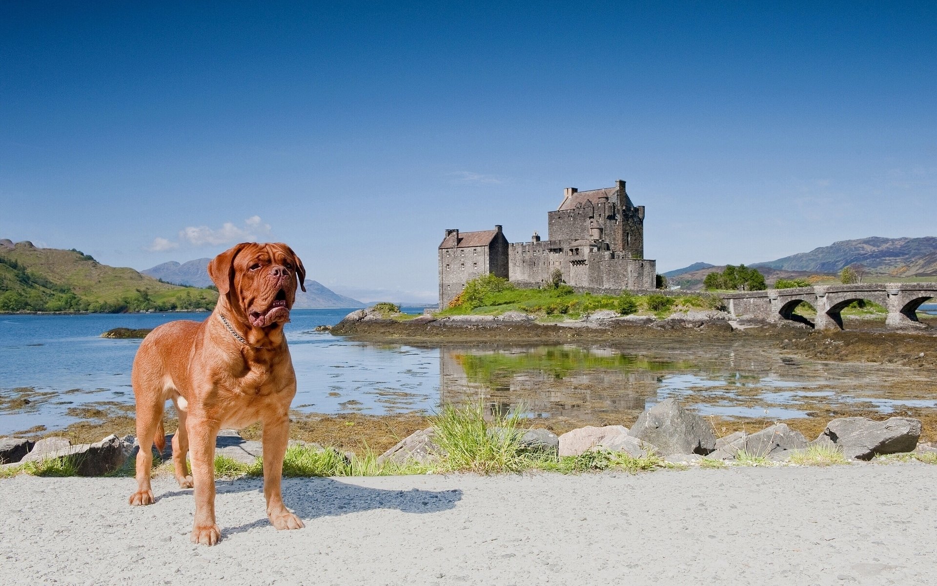 dogue de bordeaux château d eileen donan dornie écosse château d eileen donan dorne pont paysage