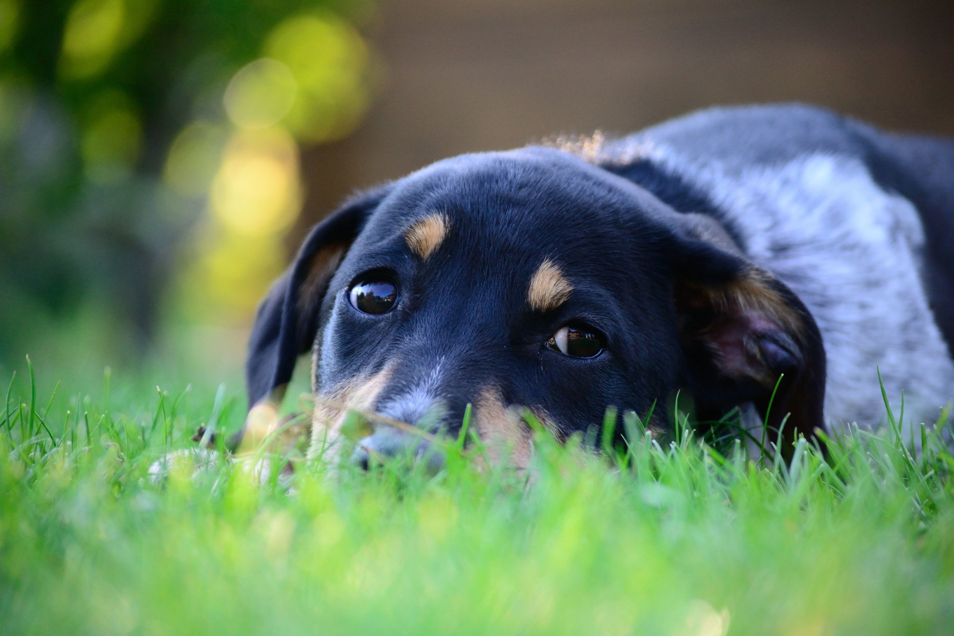 dog animals face eyes view ears is grass green close up