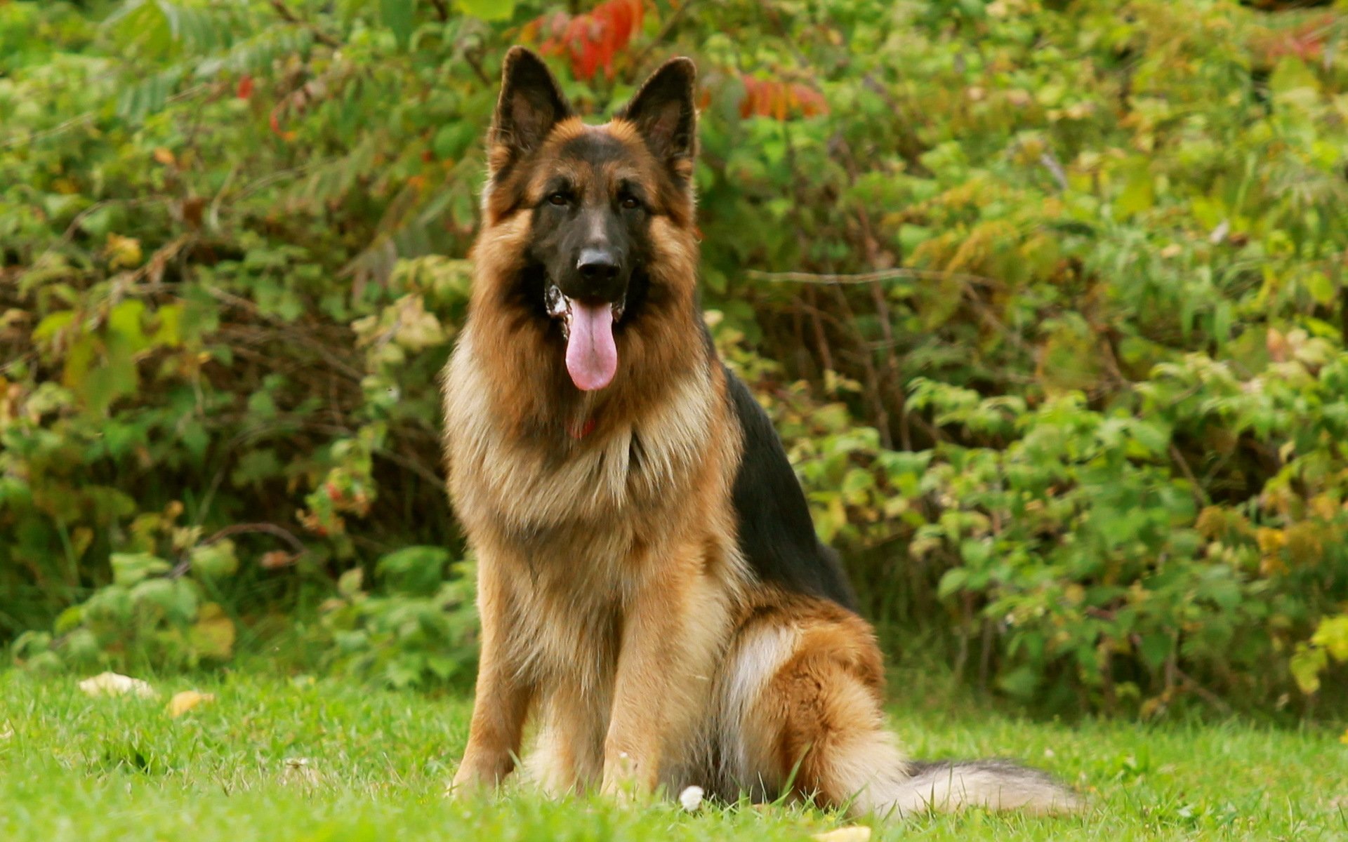 deutscher schäferhund hund freund